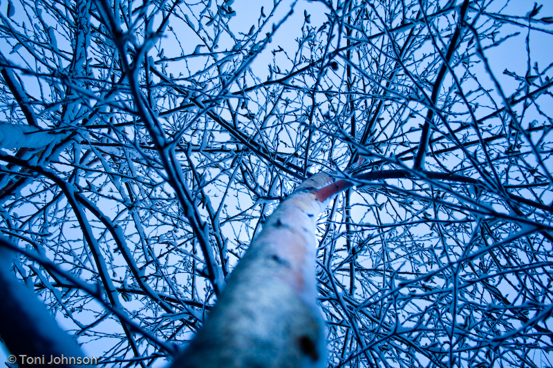 snowy-birch-branches